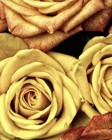 Punto-aries-astrologia-casa-2-estabilidad-y-valor