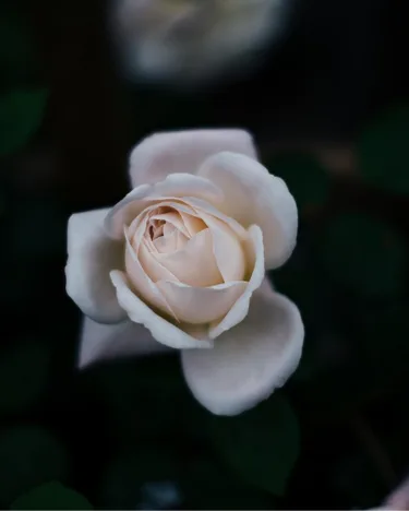 punto-aries-astrología-luna-llena-en-escorpio