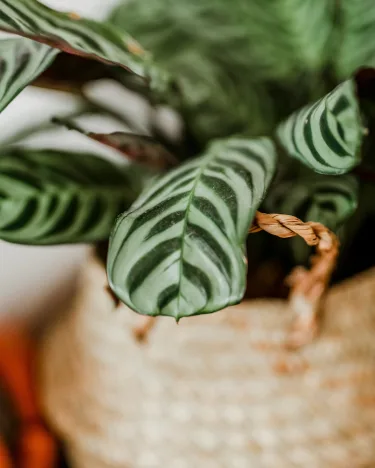 punto-aries-astrología-moda-deco-tu-rincon-de-paz-como-crear-tu-espacio-sagrado-18