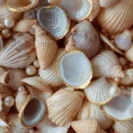 punto-aries-caracoles-seashells-y-perlas- Mermaidcore-y-el-lenguaje-del-mar-moda-branding-marketing-creadores-destacada